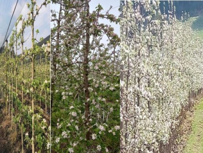 Figura 1. Situações que favorecem o abortamento floral: floração e brotação simultâneas e alta intensidade de floração, que intensificam a competição por recursos entre tecidos vegetativos e reprodutivos.