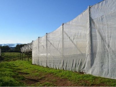 Figura 1. Pomar orgânico de macieira do cultivar Monalisa totalmente protegido com tela sintética. Epagri/EECD, Caçador, SC (2013).
Foto: Janaína Pereira dos Santos.
