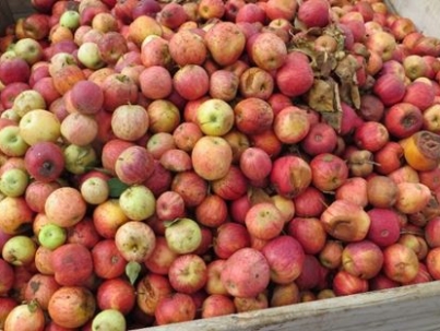 Figura 1. ‘Bin’ com frutos com sintomas da podridão calicinar coletados no pomar (Ciclo 2012, Proterra)