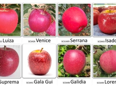 Figura 1. Ilustração do padrão de qualidade visual das frutas de algumas das variedades de macieira desenvolvidas pela Epagri.
