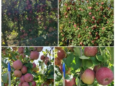 Figura 2. Representação de macieiras ‘Fuji’ em condições naturais de produção – ausência de raleio de frutos (plantas testemunha), e respectivos frutos formados (A e C), e macieiras ‘Fuji’ submetidas ao raleio de frutos via raleio químico e posterior repasse manual buscando o ajuste da carga frutal (B e D), em pomar conduzido na região de Vacaria-RS no ciclo 2023/2024. Fotos M.C. Hawerroth.