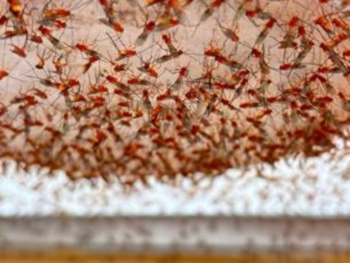 Figura 5. Parasitoide Diachasmimorpha longicaudata realizando oviposição em larvas de Anastrepha fraterculus dispostas em placa de parasitismo, durante o processo de criação no laboratório Moscasul em Vacaria, RS.
Foto: Vieira, L.C.