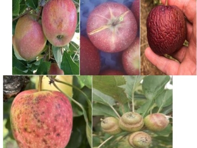 Figura 1. Danos em frutos causado por fatores ambientais como alta insolação, déficit hídrico, excesso de precipitação e baixa temperatura.