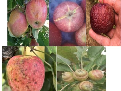Figura 1. Danos em frutos causado por fatores ambientais como alta insolação, déficit hídrico, excesso de precipitação e baixa temperatura.