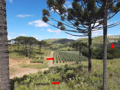 Figura 3. Área de coleta de solo para quantificação de carbono orgânico em diferentes usos da terra (sistemas agrícolas, pastagem e floresta nativa), em São Joaquim – SC.