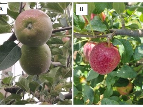Figura 1. Frutos de macieira com presença de filme de partícula. A) Frutos em desenvolvimento; B) Frutos maduros.