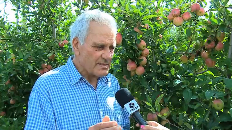 Produtores comemoram boa safra da maçã em Vacaria