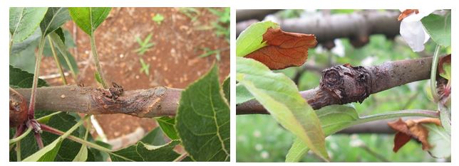 Figura 1. Sintomas de cancro europeu. Associado a queda de folha (A) e ao ferimento de colheita (B).