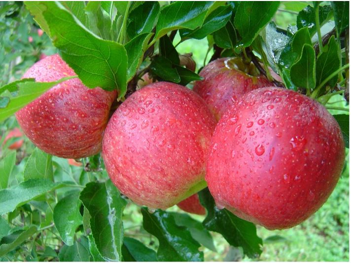 Sobre plantar e colher