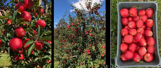 Resistência a doenças e desempenho produtivo colocam a macieira ‘SCS1605 Serrana’ em posição de destaque