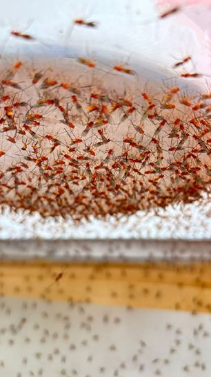A Importância do Controle Biológico no Manejo da Mosca-das-Frutas Anastrepha fraterculus