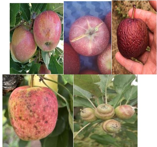 EVENTOS CLIMÁTICOS E FORMAS DE PROTEGER